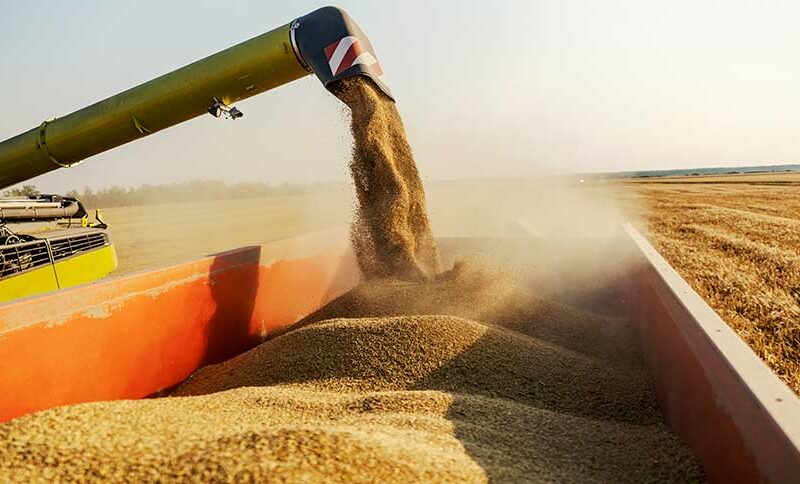 soja brasileira se destaca no mercado global com tarifa chinesa