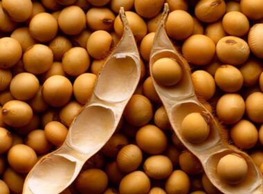 soja em alta aproveite as oportunidades no mercado e venda