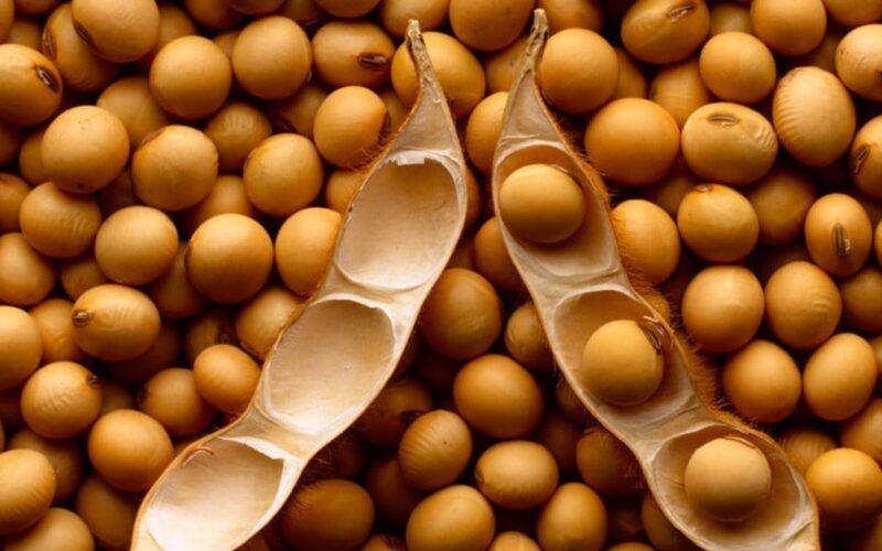 soja em alta aproveite as oportunidades no mercado e venda