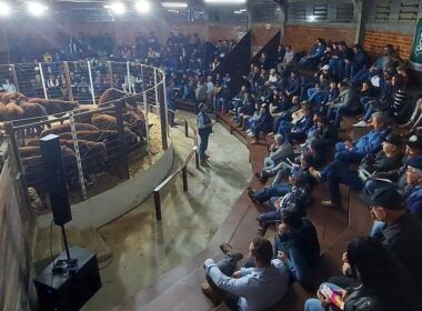 sucesso na feira do terneiro de sao joaquim 742 animais