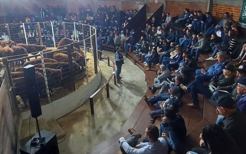 sucesso na feira do terneiro de sao joaquim 742 animais