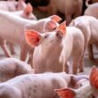 suinocultura brasileira cresce com aumento expressivo no abate e melhora