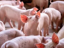 suinocultura brasileira cresce com aumento expressivo no abate e melhora