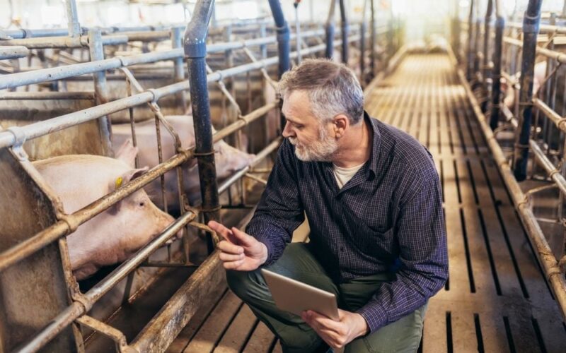 Suinocultura brasileira cresce com robustez, impulsionando mercado e aumentando a qualidade na mesa do consumidor.