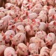 Suinocultura brasileira projeta 8º ano de crescimento com recorde em 2026 e ganhos em exportações e rentabilidade