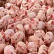 Suinocultura brasileira projeta 8º ano de crescimento com recorde em 2026 e ganhos em exportações e rentabilidade