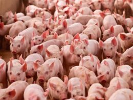 Suinocultura brasileira projeta 8º ano de crescimento com recorde em 2026 e ganhos em exportações e rentabilidade