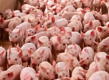 Suinocultura brasileira projeta 8º ano de crescimento com recorde em 2026 e ganhos em exportações e rentabilidade