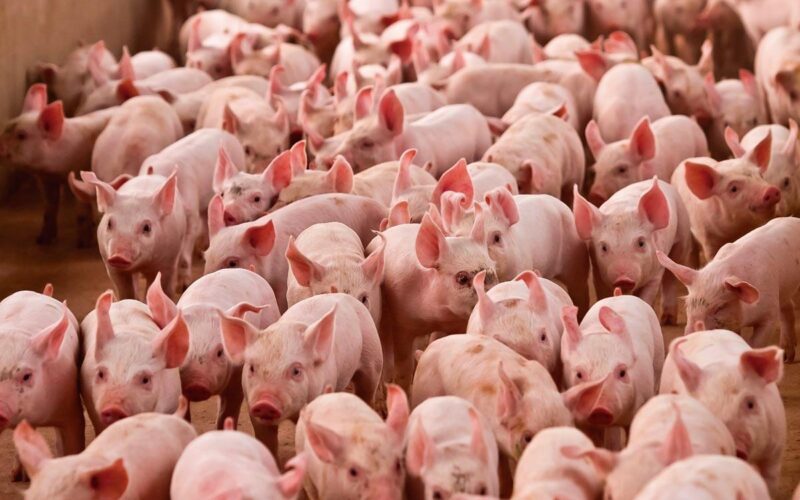 Suinocultura brasileira projeta 8º ano de crescimento com recorde em 2026 e ganhos em exportações e rentabilidade
