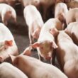 suinocultura de sc bate recorde de exportacao em jan2025 e