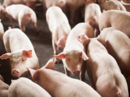 suinocultura de sc bate recorde de exportacao em jan2025 e