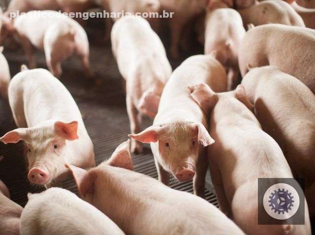 suinocultura de sc bate recorde de exportacao em jan2025 e