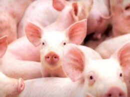 suinocultura em alta oferta escassa e demanda crescente inflacionam precos