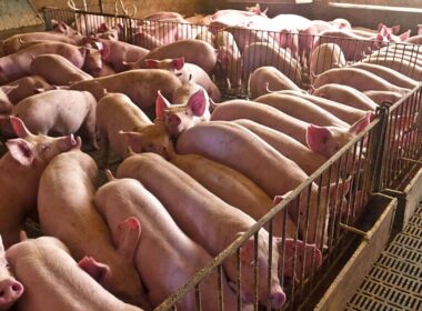 suinocultura em foco como a alta interrompida impacta custos e