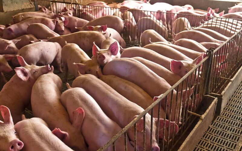 suinocultura em foco como a alta interrompida impacta custos e