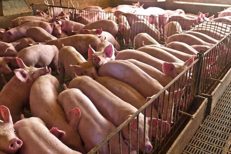 suinocultura em foco como a alta interrompida impacta custos e