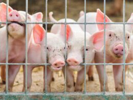 Suinocultura no Brasil: crescimento sólido e aumento do consumo interno impulsionam economia e qualidade de vida. 14 Suinocultura no Brasil: crescimento sólido e aumento do consumo interno impulsionam economia e qualidade de vida.