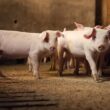 suinocultura no parana como a adaptacao a legislacao ambiental gera