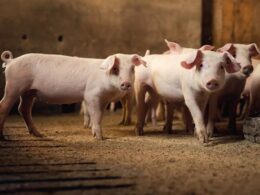 suinocultura no parana como a adaptacao a legislacao ambiental gera