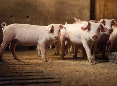 suinocultura no parana como a adaptacao a legislacao ambiental gera