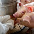 Suinocultura no Reino Unido mantém lucros crescentes, garantindo sustentabilidade e oportunidades para produtores.