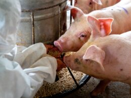 Suinocultura no Reino Unido mantém lucros crescentes, garantindo sustentabilidade e oportunidades para produtores.