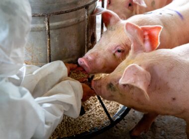 Suinocultura no Reino Unido mantém lucros crescentes, garantindo sustentabilidade e oportunidades para produtores.