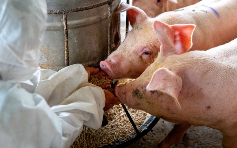 Suinocultura no Reino Unido mantém lucros crescentes, garantindo sustentabilidade e oportunidades para produtores.