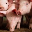 suinos e carne enfrentam queda em abril mas seguem em