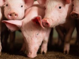 suinos e carne enfrentam queda em abril mas seguem em