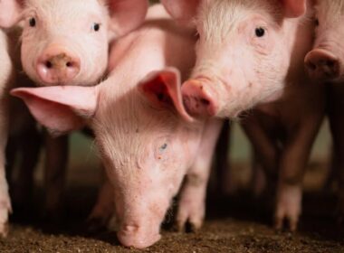 suinos e carne enfrentam queda em abril mas seguem em