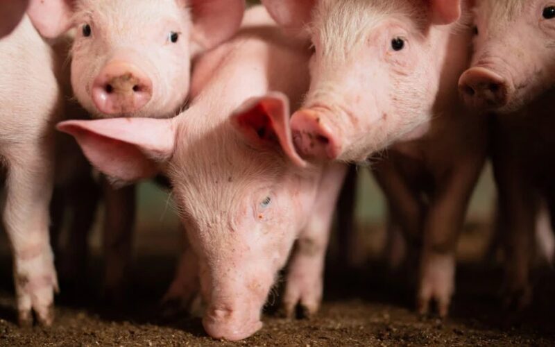 suinos e carne enfrentam queda em abril mas seguem em