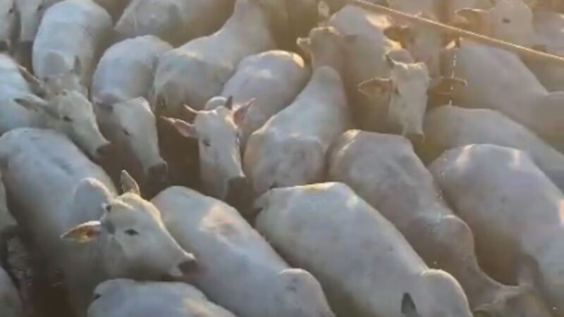 Superacabamento na TIP melhora resultados da novilhada na cabeceira de MT com técnicas avançadas e qualidade superior