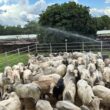 Suplementação a pasto conquista crescimento excepcional de até 19@ em bois jovens no Tocantins