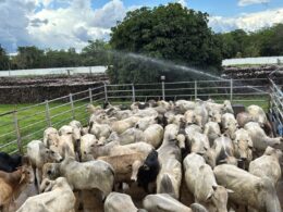 Suplementação a pasto conquista crescimento excepcional de até 19@ em bois jovens no Tocantins 11 Suplementação a pasto conquista crescimento excepcional de até 19@ em bois jovens no Tocantins