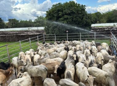 Suplementação a pasto conquista crescimento excepcional de até 19@ em bois jovens no Tocantins