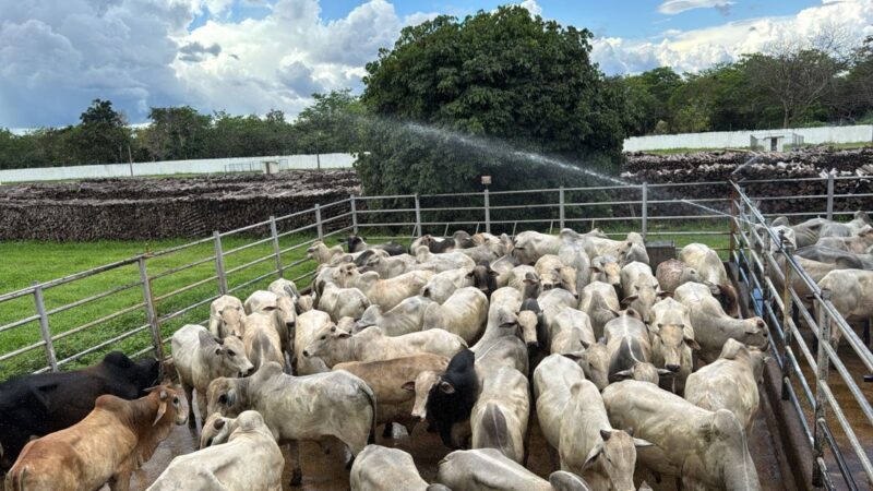Suplementação a pasto conquista crescimento excepcional de até 19@ em bois jovens no Tocantins