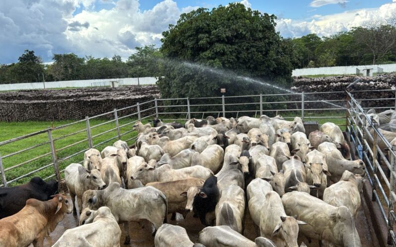 Suplementação a pasto conquista crescimento excepcional de até 19@ em bois jovens no Tocantins