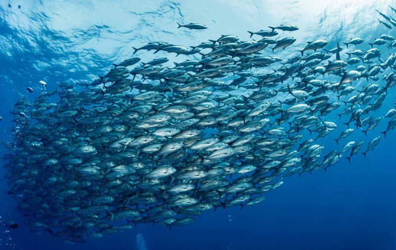 surpreenda nas festas participe do concurso de receitas festas com