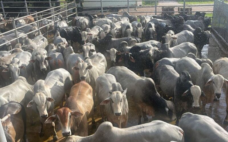 Boiada suplementada a pasto dá show de acabamento com mais de 22@ no Tocantins