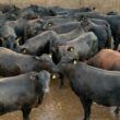 Novilha bruta, bem acabada e com peso de boi surpreende em Mato Grosso