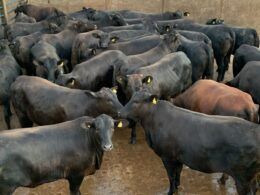 Novilha bruta, bem acabada e com peso de boi surpreende em Mato Grosso