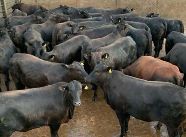 Novilha bruta, bem acabada e com peso de boi surpreende em Mato Grosso
