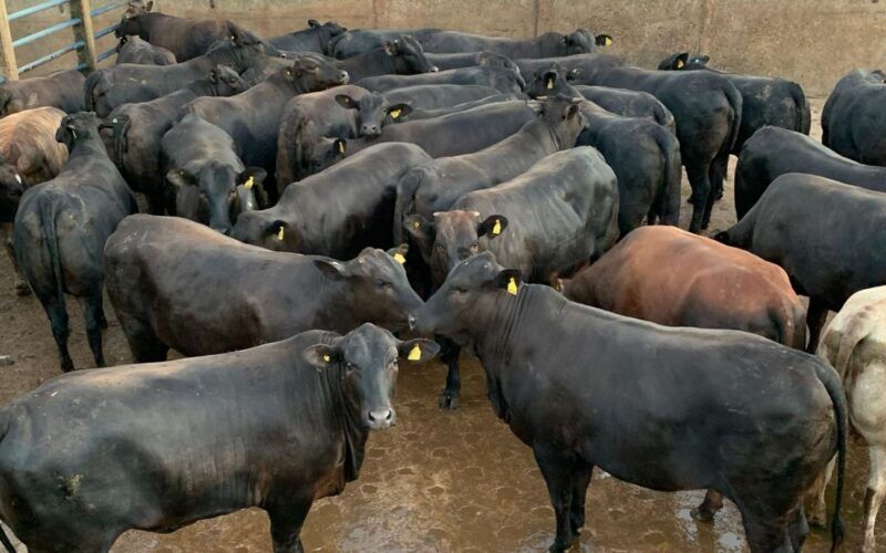 Novilha bruta, bem acabada e com peso de boi surpreende em Mato Grosso