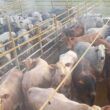 Fazendeiros Nota 10 dão show com terminação de novilhas com peso de boi em MT
