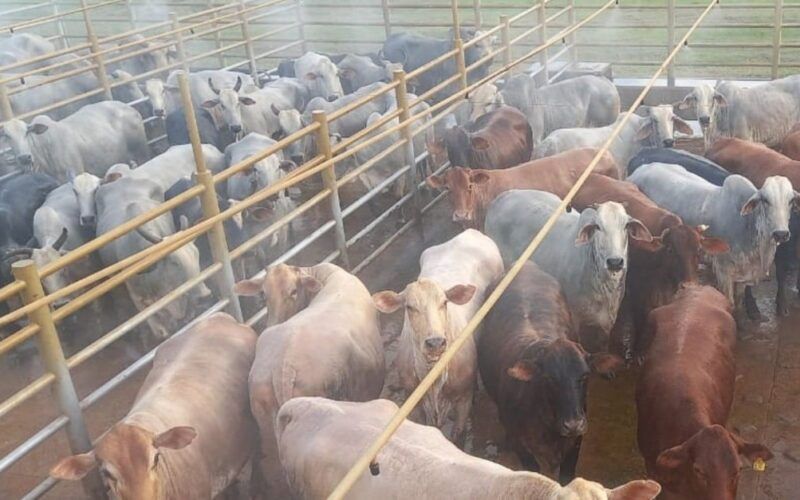 Fazendeiros Nota 10 dão show com terminação de novilhas com peso de boi em MT