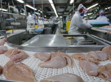 surpreendente crescimento exportacoes de carne de frango disparam 42 em