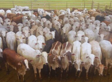 Todas zero dentes! Novilhas surpreendem com alta precocidade em MS