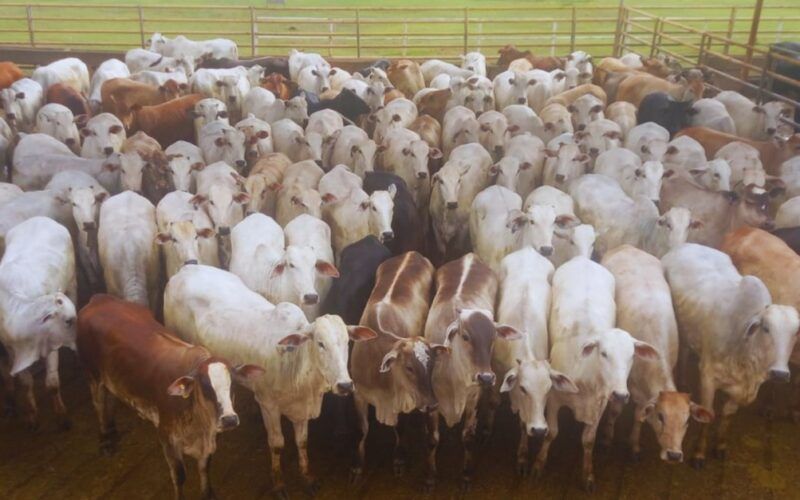 Todas zero dentes! Novilhas surpreendem com alta precocidade em MS