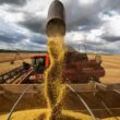 surpresas nas campos como a safra de 1717 milhoes de